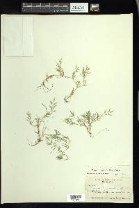 Eragrostis hypnoides image