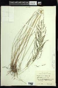 Eragrostis curvula image