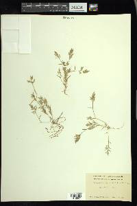 Eragrostis hypnoides image