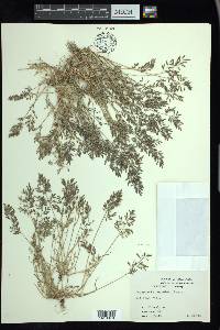 Eragrostis minor image