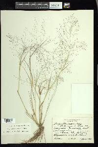 Eragrostis intermedia image