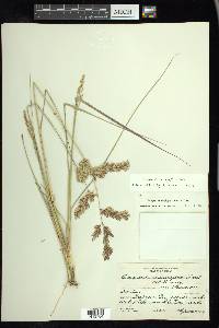 Eragrostis secundiflora image