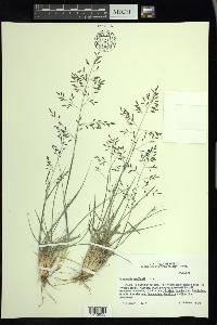 Eragrostis swallenii image