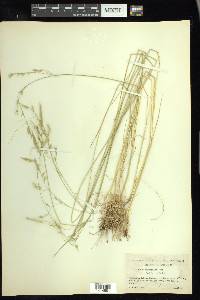 Festuca occidentalis image