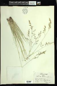 Festuca idahoensis image