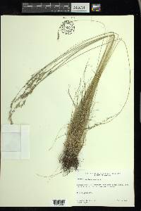 Festuca saximontana image