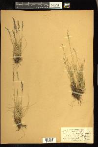 Festuca brachyphylla image