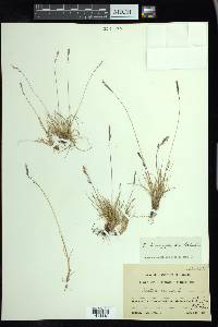 Festuca brachyphylla image