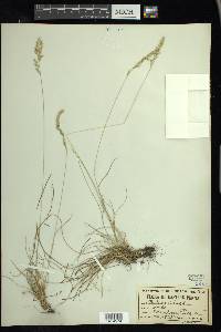 Festuca ovina image