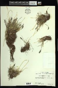 Festuca baffinensis image