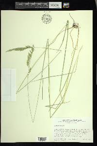 Festuca rubra image