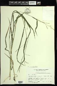 Festuca subverticillata image