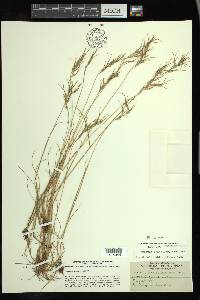 Festuca vivipara image