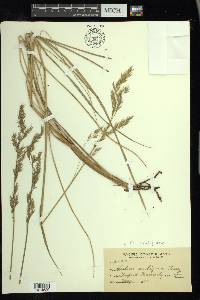 Festuca subuliflora image