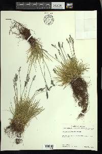 Festuca baffinensis image