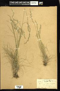 Festuca occidentalis image