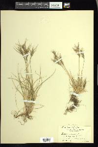 Festuca vivipara image