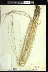 Festuca idahoensis image