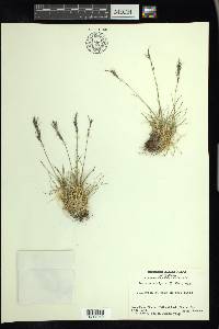 Festuca vivipara image