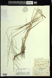 Festuca subverticillata image