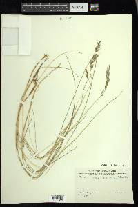 Festuca rubra image