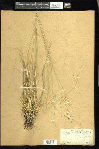 Festuca idahoensis image