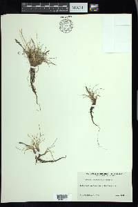 Festuca brachyphylla image