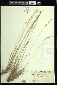 Festuca saximontana image