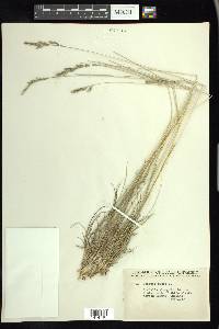 Festuca rubra image