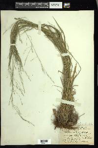 Festuca subverticillata image