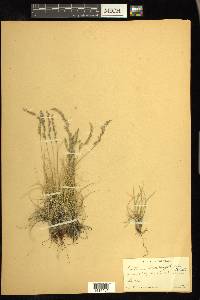 Festuca brachyphylla image