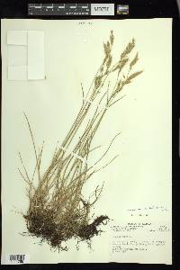 Festuca rubra subsp. aucta image