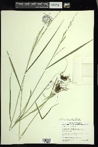 Festuca subverticillata image