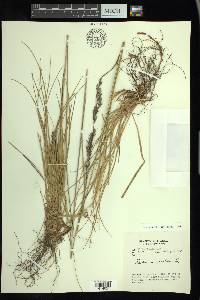 Festuca rubra image