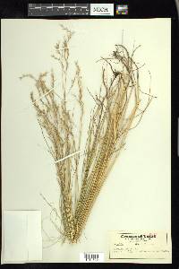 Festuca rubra image