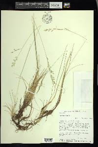 Festuca rubra image