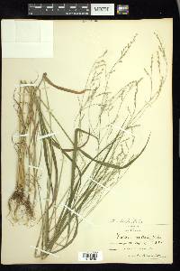 Festuca subverticillata image