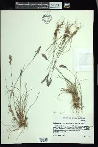 Festuca brachyphylla image