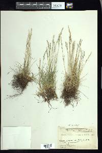 Festuca brachyphylla image