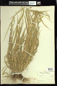 Eriochloa punctata image