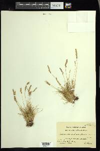 Festuca ovina image