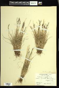 Festuca brachyphylla image