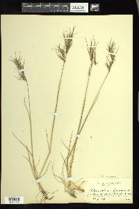 Festuca vivipara image