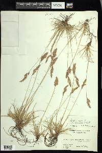 Festuca rubra image