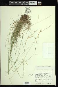 Festuca occidentalis image