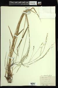 Festuca subverticillata image