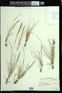 Festuca brachyphylla image