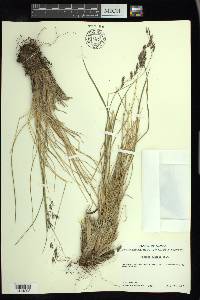 Festuca altaica image