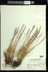 Festuca brachyphylla image