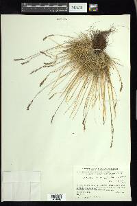 Festuca brachyphylla image